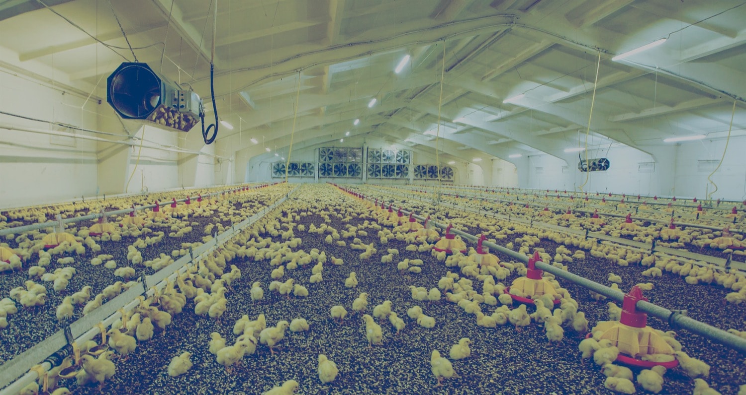 Hundreds of chicks inside a chicken barn heated by propane.