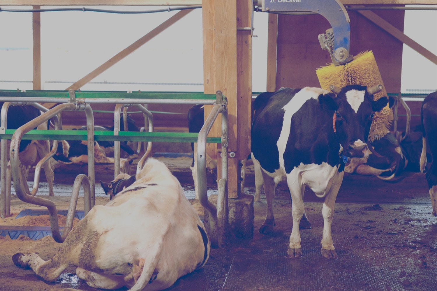 Three cows inside a milking facility.