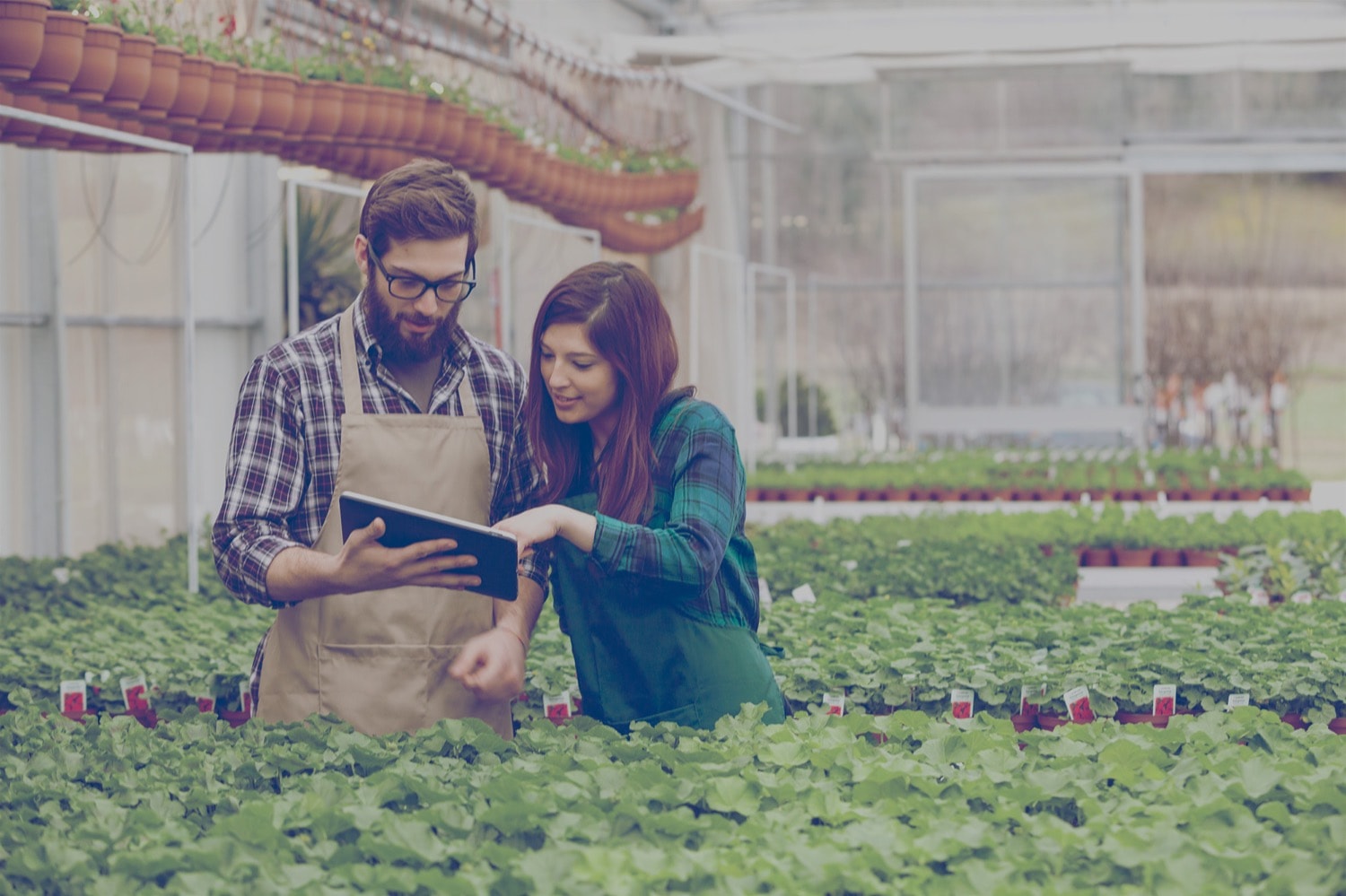 Two workers looking at a tablet inside a commercial greenhouse. 