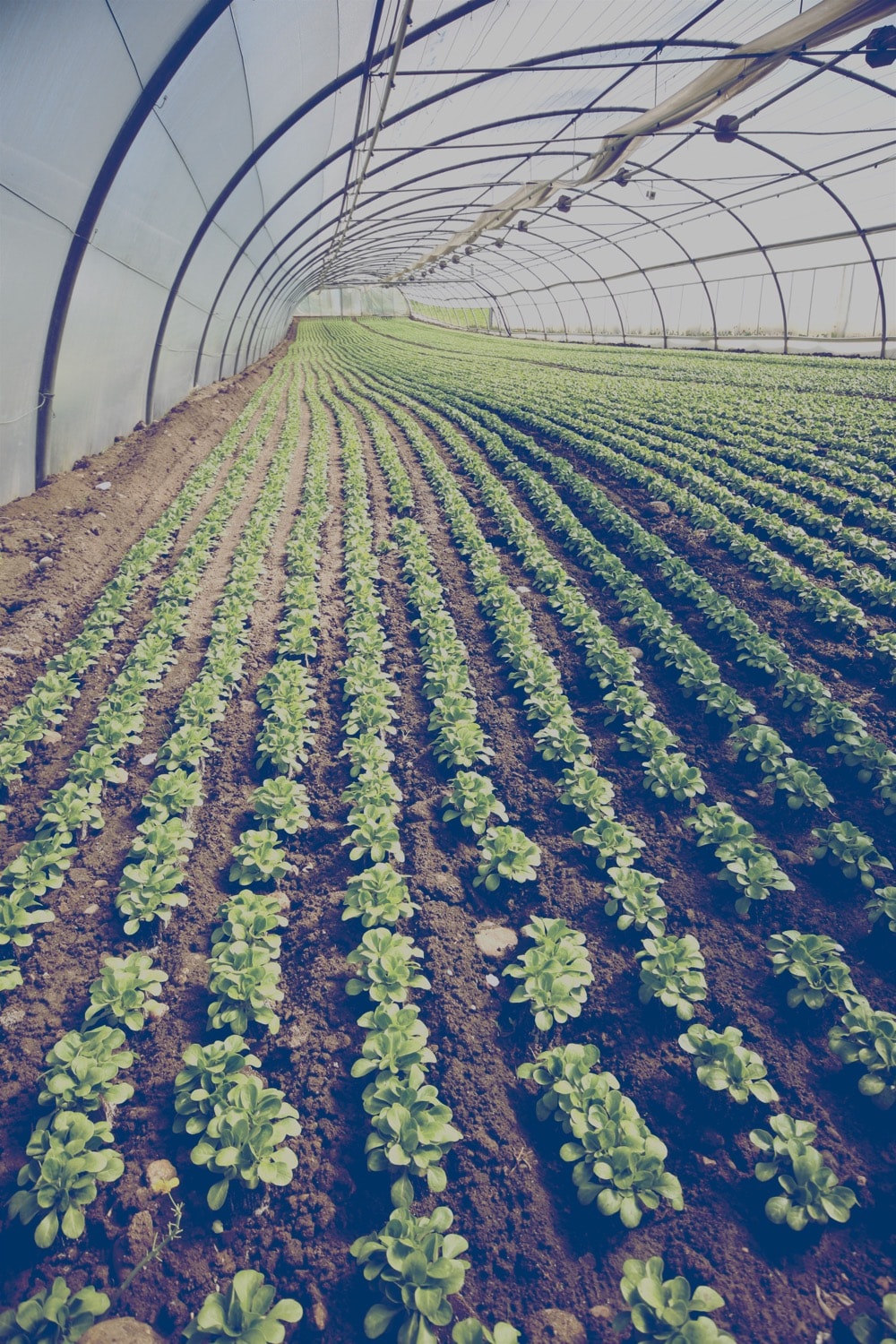 Spinach in an industrial greenhouse.