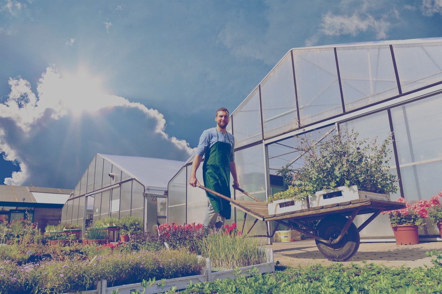 Man pushing wheelbarrow in a garden with greenhouses that are powered by commercial propane. 