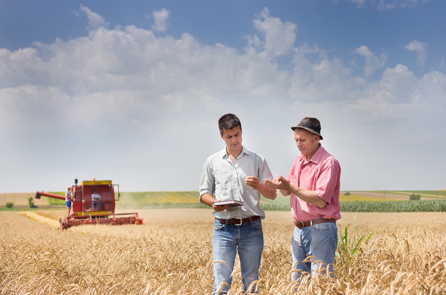 Two farmers standing in a grain field holding grain in their hands. A combine working the field in the background. 