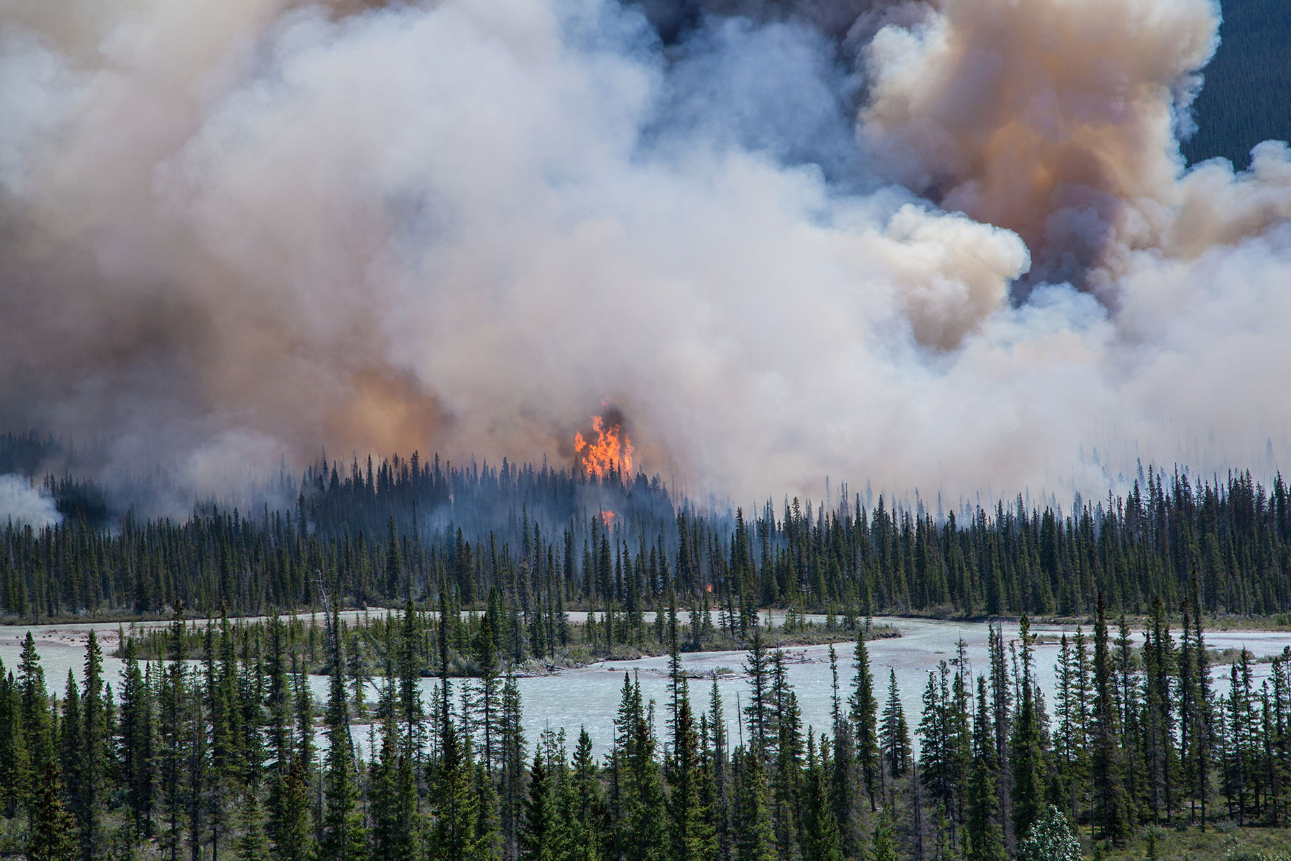 Forest fire in coniferous forest with smoke filling the sky. 